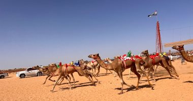 شرم الشيخ تشهد بطولة سباقات هجن جديدة تنافس فيها هجانة من 7 محافظات