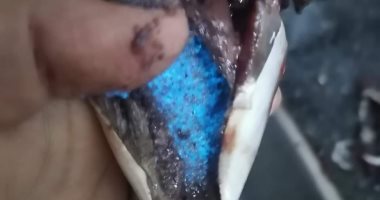 ما سر الضي الأزرق داخل أسماك "الماكريل"؟ طبيبة بيطرية توضح