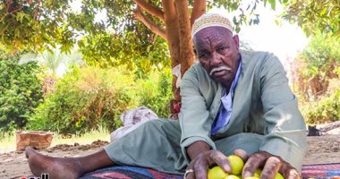 "لؤلؤ على الشجر"..  حصاد محصول الليمون فى محافظة أسوان