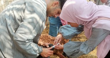 "بيطرى الجيزة" تطلق قافلة علاجية مجانية بقرية اللشت بالعياط