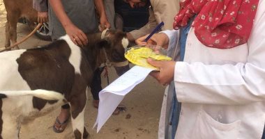 تحصين 7015 رأس ماشية ضد الحمى القلاعية والوادى المتصدع فى قنا