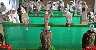 مزادات على أنواع نادرة من الإبل والصقور بمعرض أبوظبي للصيد والفروسية 