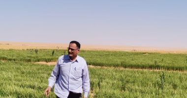 أستاذ بمركز بحوث سخا: زراعة الأرز بالتنقيط تقهر الصحراء في ظل التغيرات المناخية