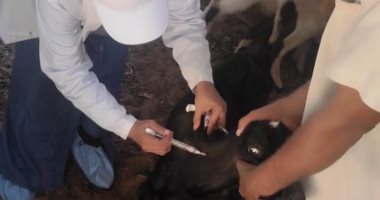 محافظ أسوان: تحصين 26609 رؤوس ماشية ضد الحمى القلاعية والوادى المتصدع
