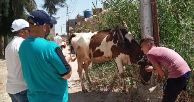 قافلة بيطرية لتحصين وعلاج رؤوس الماشية والدواجن بالقنطرة غرب في الإسماعيلية 