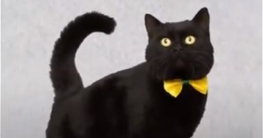 القطط السوداء ويوم 13.. تعرف على أغرب الخرافات حول العالم.. فيديو