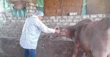 طب بيطرى كفر الشيخ يستعد للحملة القومية لتحصين الماشية ضد الحمى القلاعية