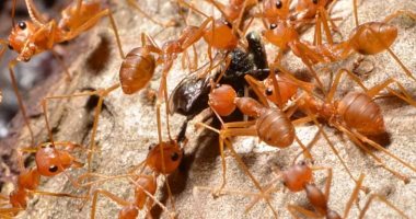 تغير المناخ والحرارة المرتفعة سبب انتشار النمل الأحمر النارى فى جميع أنحاء أوروبا