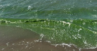 التقرير الفنى الخاص بتفسير ظاهرة انتشار الطحالب الخضراء على شاطئ بورسعيد