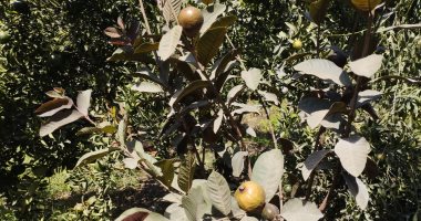مهندس زراعى بالشرقية ينجح فى زراعة الجوافة البلاك.. وسعر الكيلو منها 200 جنيه