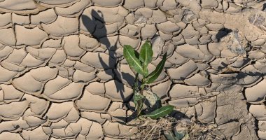 طوارئ فى إيطاليا بسبب الجفاف وتقنين مياه الشرب..نقص المياه يضرب حقول الأرز