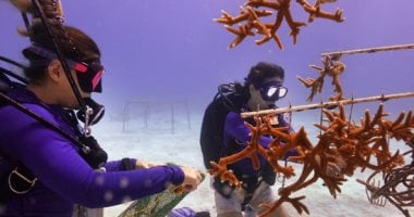 محاولات إنقاذ الشعاب المرجانية فى فلوريدا بعد ارتفاع درجات حرارة المحيط