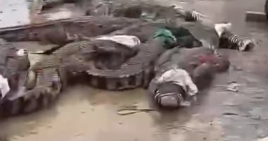 السلطات الصينية تقبض على عشرات التماسيح الهاربة.. فيديو