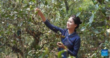 غابات الشاى  أيقونة التراث العالمي فى الصين