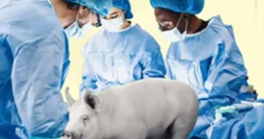 ثانى عملية زراعة قلب خنزير ناجحة لمريض أمريكى فى سن الـ58 عاما.. فيديو