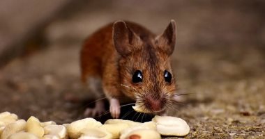 5 نصائح لحماية منزلك من الفئران فى فصل الخريف.. منها فحص النوافذ