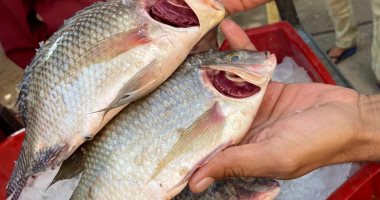 جامعة سوهاج توفر الأسماك واللحوم الطازجة للعاملين بأسعار مخفضة.. صور