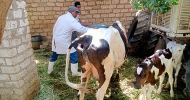 الطب البيطرى بالأقصر: تحصين 50 ألفا و426 رأس ماشية ضد الحمى القلاعية والوادى المتصدع