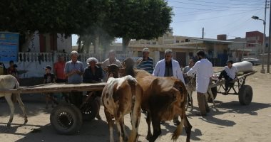 تقديم الخدمات البيطرية لـ 1095 رأس ماشية ودواجن بقافلة بقرية بكفر الشيخ