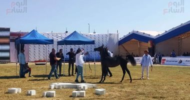 108 أجاويد يتنافس على لقب "جمال الخيل" بمهرجان الشرقية للخيول العربية