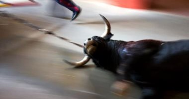 مصارعة الثيران خارج الحسابات.. فرض أول تشريع لحقوق الحيوان في إسبانيا 