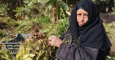 زراعة الشرقية: حصاد 8500 فدان من المساحات المزروعة بالفول السودانى