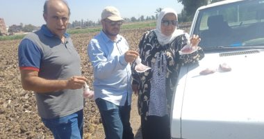 زراعة كفر الشيخ: حملة لمكافحة القوارض عقب حصاد المحاصيل الصيفية 