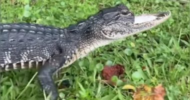 ​​اكتشاف أنثى تمساح بفك مفقود فى فلوريدا وسبب الإصابة مجهول.. فيديو