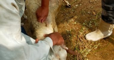 الطب البيطرى: تحصين 18 ألفا و 650 رأس ماشية ضد طاعون المجترات بالجيزة
