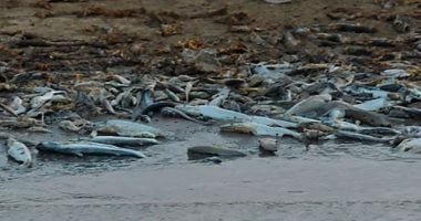 نفوق أكثر من 100 دولفين وردي في البرازيل بسبب جفاف بحيرة تيفى بالأمازون