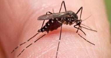 أستاذ جلدية يوضح مخاطر لدغات الحشرات وطرق العلاج  