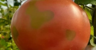 صحيفة لاتينية: إصابة الطماطم فى الأرجنتين بفيروس خطير يثير القلق