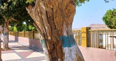 محافظ أسوان: معالجة الأشجار المصابة بالنمل الأبيض على طريق كورنيش النيل