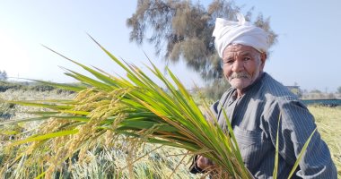 زراعة الشرقية: حصاد 200 ألف فدان من إجمالى المساحة المنزرعة بمحصول الأرز