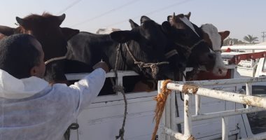 الطب البيطرى بالأقصر يقود حملات مكثفة على الأسواق الأسبوعية لتحصين الماشية