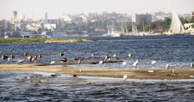 4 تجارب مميزة لمصر فى الحفاظ على التنوع البيولوجى أبرزها منع الصيد البرى