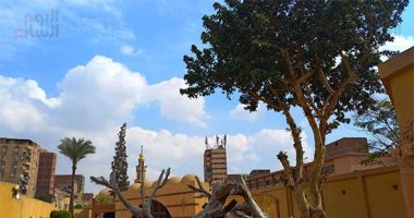 "شجرة مريم" نفطة ارتكاز مسار العائلة المقدسة بالمطرية
