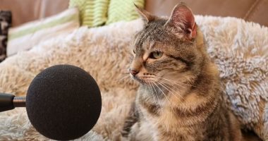 قطة بريطانية تحطم الرقم القياسى العالمى لأعلى صوت "مواء".. فيديو وصور