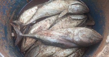 ضبط 5 آلاف كيلو أسماك مملحة غير صالحة للاستهلاك بسوق العبور
