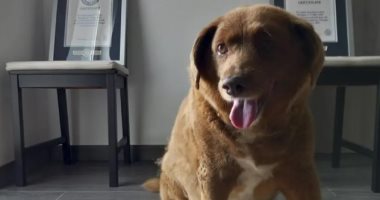 نفوق الكلب "بوبى" المصنف كأكبر كلب سنا فى العالم عن 31 سنة