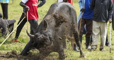 مصارعة الثيران في كينيا مهرجان سنوى سياحى