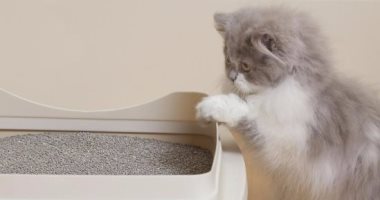 لو بتحبى الحيوانات الأليفة.. 5 خطوات تساعدك في التخلص من رائحة فضلات القطط 