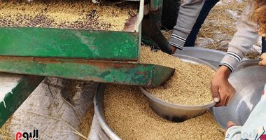 زغاريد فى غيطان الشرقية بزيادة إنتاجية محصول الأرز بعد زراعة صنف سوبر 300