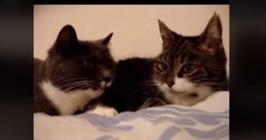 حوار مثير بين قطتين ثرثارتين يحظى بآلاف المشاهدات على "تيك توك".. فيديو