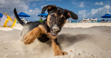 أمريكى يتخصص فى تصوير الكلاب على الشاطئ لمساعدتها على التبنى.. صور