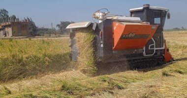 الانتهاء من حصاد 292 ألف فدان من محصول الأرز فى الشرقية.. صور