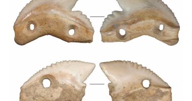 علماء الآثار يكتشفون سكاكين مصنوعة من أسنان القرش عمرها 7000 عام بإندونيسيا