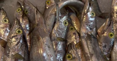 أسعار السمك في مصر اليوم الأحد 28 يناير 2024