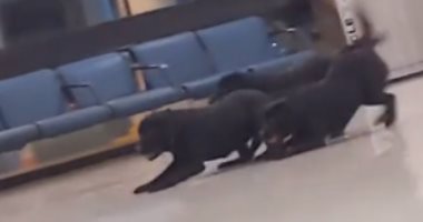 فيديو حقق ملايين المشاهدات.. كلاب تأمين مطار أمريكى تستمتع باللعب وقت راحتها
