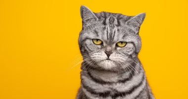مش غامضة ولا عدائية دايمًا.. دراسة: القطط لديها ما يقرب من 300 تعبير وجه